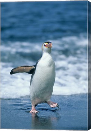 Framed Royal Penguin, Macquarie, Austalian sub-Antarctic Print