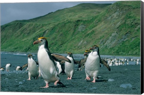 Framed Royal Penguin, Macquarie, Austalian sub-Antarctic Print