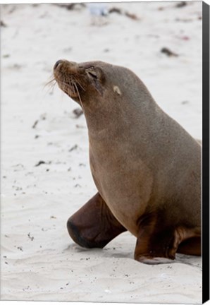 Framed Australian Sea Lion, Kangaroo Island, Australia Print