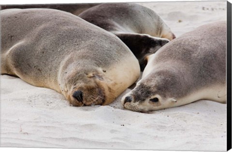 Framed Australian Sea Lion, Kangaroo Island, South Australia Print