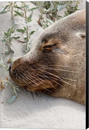 Framed Australian Sea Lion, Seal Bay Conservation Park,  South Australia Print