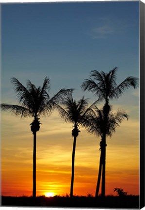 Framed Beach, Palm trees, Mindil Beach, Darwin, Australia Print