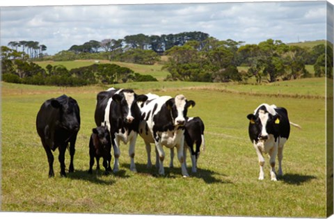 Framed Cows, Farmland, Marrawah, Tasmania, Australia Print