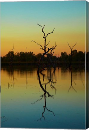 Framed Dead trees, Lily Creek Lagoon, Lake Kununurra, Australia Print