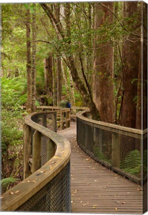 Framed Footpath Through Forest to Newdegate Cave, Tasmania, Australia Print