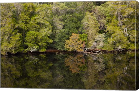 Framed Forest, Gordon Wild Rivers National Park, Australia Print