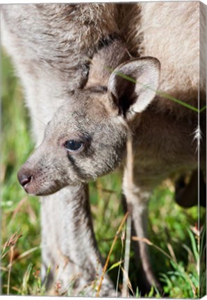 Framed Head of Eastern grey kangaroo, Australia Print