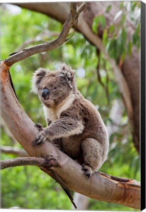 Framed Koala wildlife in tree, Australia Print