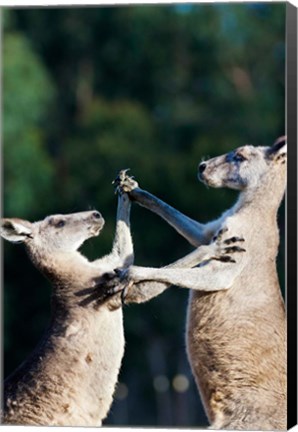 Framed Pair of Eastern grey kangaroo, Australia Print