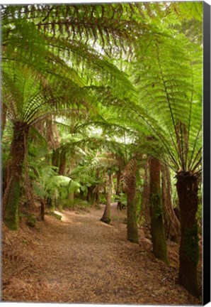 Framed Path to St Columba Falls State Reserve, Australia Print