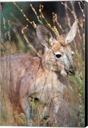 Framed Red kangaroo (Macropus rufus), Australia Print