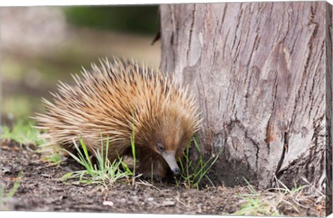 Framed Short-beaked Echidna wildlife, Australia Print