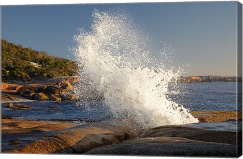 Framed Splash from Blowhole, Bicheno, Tasmania, Australia Print