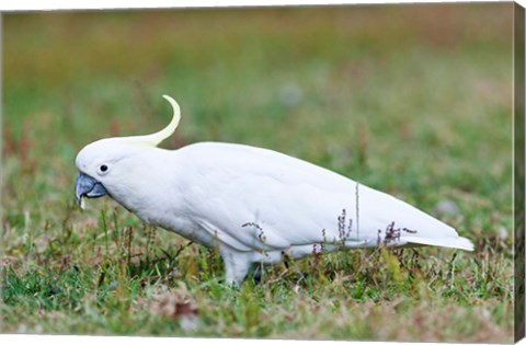 Framed Sulfur-crested Cockatoo bird, Australia Print