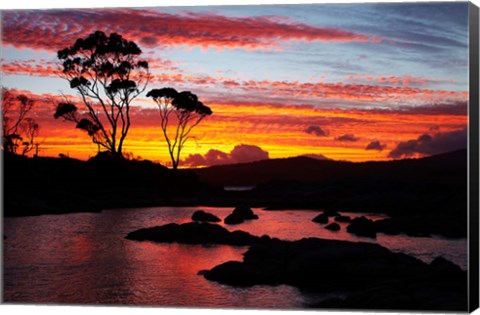 Framed Sunset, Gum Tree, Binalong Bay, Bay of Fires, Australia Print