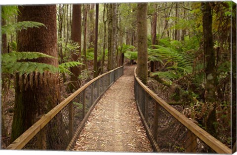 Framed Tall Trees Walk, Mount Field National Park, Tasmania, Australia Print