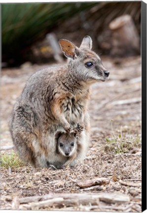 Framed Tammar wallaby wildlife, Australia Print