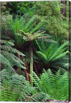 Framed Tree Fern in Melba Gully, Great Otway NP, Victoria, Australia Print