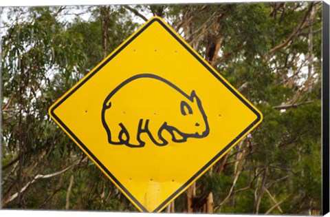 Framed Wombat warning sign, Tasman Peninsula, Australia Print