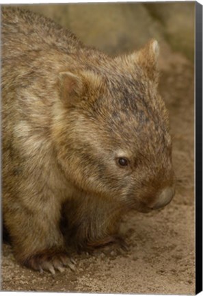 Framed Common Wombat, Marsupial, Australia Print