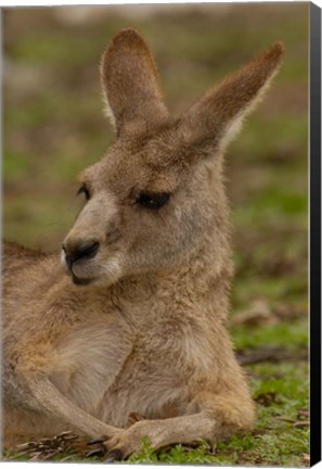 Framed Eastern Grey Kangaroo resting, Queensland, Australia Print