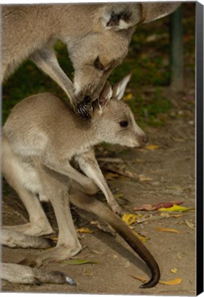 Framed Eastern Grey Kangaroo with baby, Queensland AUSTRALIA Print