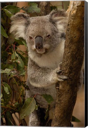 Framed Koala bear, Lone Pine Koala Sanctuary, AUSTRALIA Print