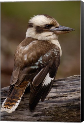 Framed Laughing kookaburra bird, Stradbroke Island, Australia Print