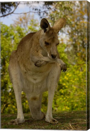 Framed Preening Eastern Grey Kangaroo, Queensland AUSTRALIA Print