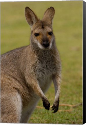 Framed Pretty-faced Wallaby wildlife, AUSTRALIA Print