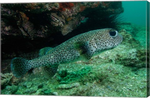 Framed Black-spotted Porcupinefish, North Stradbroke, Australia Print