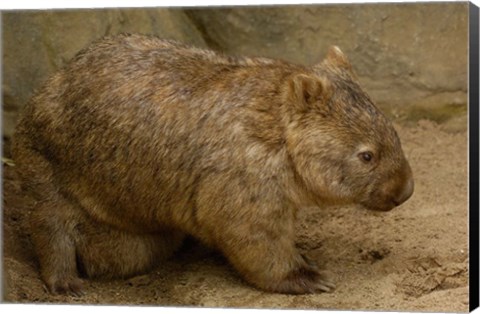 Framed Common Wombat, baby in pouch, captive, Australia Print