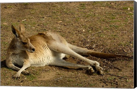 Framed Eastern Grey Kangaroo, Queensland AUSTRALIA Print