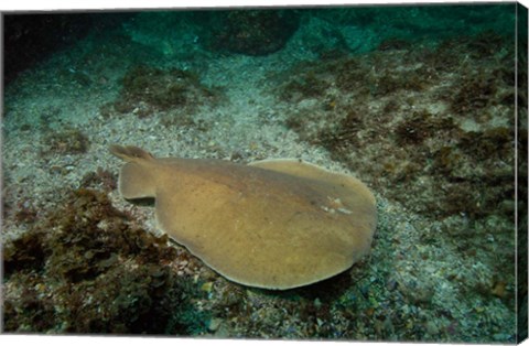 Framed Electric Ray, Stradbroke Island, Queensland, Australia Print