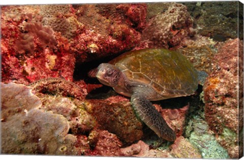 Framed Green turtle, Stradbroke Island, Queensland, Australia Print