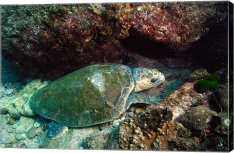 Framed Loggerhead Turtle, Stradbroke Queensland, Australia Print