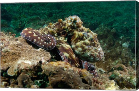 Framed Marine Life, Octopus, coral reef, Stradbroke, Australia Print