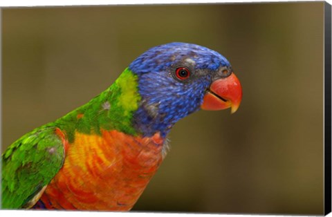 Framed Rainbow Lorikeet bird, Queensland AUSTRALIA Print