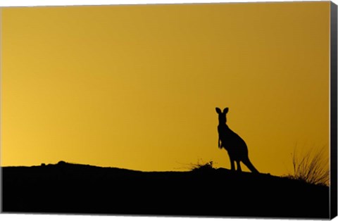 Framed Silhouette of Kangaroo, Australia Print