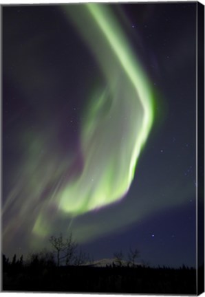 Framed Aurora Borealis with Orion&#39;s Belt, Yukon, Canada Print