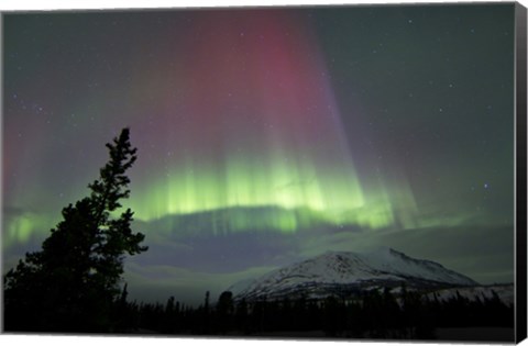 Framed Red and Green Aurora Borealis over Carcross Desert Print