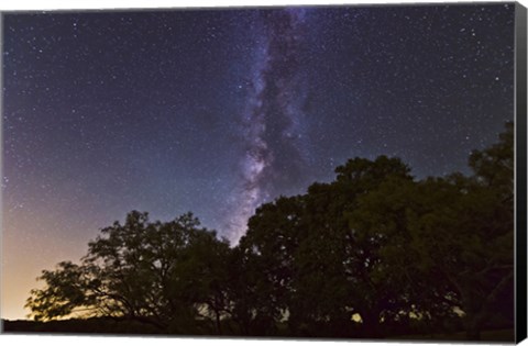 Framed Milky Way Above LiveOoak and Mesquite Trees Print