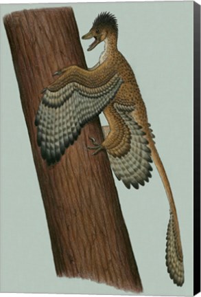 Framed Microraptor Gui Print