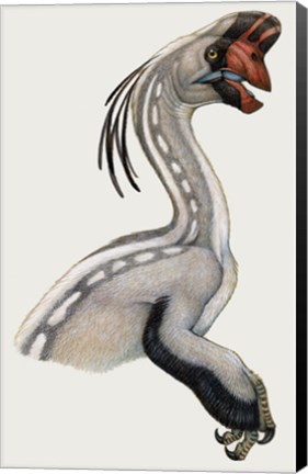 Framed Oviraptor, a Small Dinosaur that Lived During the Cretaceous period Print