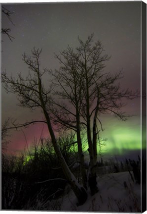 Framed Aurora Borealis with Tree, Twin Lakes, Yukon, Canada Print