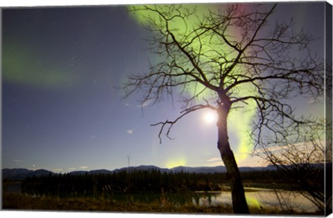 Framed Aurora Borealis with Tree and Pleiades, Yukon, Canada Print