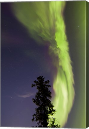 Framed Aurora Borealis with Tree and Shooting Star, Yukon, Canada Print