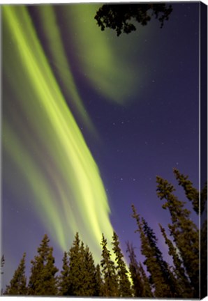 Framed Aurora Borealis with Trees, Whitehorse, Canada Print