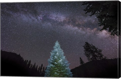 Framed Pine Tree Glows Under the Arch of the Milky Way Print