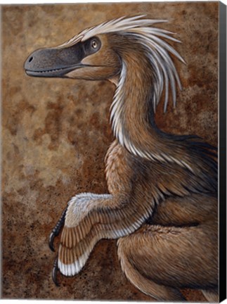 Framed Velociraptor, a Dromaeosaurid dinosaur of the Cretaceous Period Print